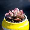 Adromischus Red Rabbit is a Fun Addition Succulent.  Perfect for Pot with the Chubby Cutie Feature!
