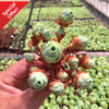 Aeonium Dodrantale or commonly known as Mountain Rose, Greenovia Dodrantalis is an evergreen, perennial succulent. A Best Seller for succulent online sales.