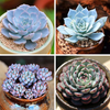 Blue Succulents For Sale - Set Of 4
