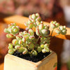 Cotyledon Pendens is a Best Buy Succulent.  Perfect for Garden and Easy to Care.  Hardy Succulent. Adding that Perfect Pop of Color!