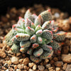 Crassula Ausensis Subsp. Titanopsis is a Top Choice Succulent.  Perfect for Garden and Excellent for Arrangement.  Super Cool Bloom with Definitely Stand Out!