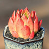 Echeveria agavoides "Red Wax" is a Super Unique Succulent.  Perfect for Planter with Bright Rosettes.  Chubby Cutie, Gorgeous when Bloom!