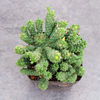 Euphorbia Inermis Mill Medusa's Head Green Crown