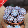 Graptopetalum Pachyphyllum Blue Bean is a hardy succulent and generally a low maintenance plant. They are easy to take care, grow and propagate. 