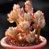 Graptosedum Little Beauty is a Top Voted Succulent.  Perfect for Garden with Beautiful Clusters.  Super Cool when Bloom. Adding that Perfect Pop of Color!