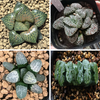 Rare Haworthia Succulents Sale - Set Of 4
