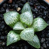 Haworthia Glass Compto is a low maintenance and hardy succulent plant. Generally likes shade or filter light and need re-potting only once or twice a year into in a well drained potting mix.
