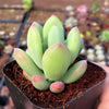 Pachyphytum Doctor Cornelius is a Collector's Succulent. Perfect for Pot with Beautiful Cluster. Gorgeous when Bloom!