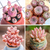 Pink Succulents For Sale - Set Of 4