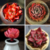 Red Succulents For Sale - Set Of 4