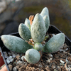 Adromischus Green is a Top Pick Succulent.  A Hardy Succulent that Paired Well with Others!