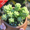 Sedum Burrito Moran also known commonly as Burro’s Tail, Donkey’s Tail, Baby Donkey Tail is a favorite this season among soft succulent collectors.