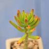 Sedum Corynephyllum