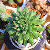 Sempervivum calcareum jordan Oddifg is a Collector's Succulent. Perfect for Pot with Beautiful Cluster. Gorgeous when Bloom!