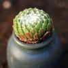 Sempervivum arachnoideum is a Collector's Succulent. Perfect for Pot with Beautiful Cluster. Gorgeous when Bloom!