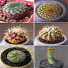 Rare Cactus For Sale - Set Of 6