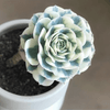 Echeveria Lenore Dean Compton Carousel is a Best Seller Succulent.  Extremely Limited Stock and Rare.  Echeveria Compton Carousel is Collector’s Choice Succulent.  Super Cool Bloom with Perfect Rosette Shape!