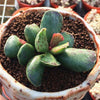 Adromischus cooperi (Baker) A.Berger is a Perfect for Garden Succulent.  Fleshy Color, Easy to Care and Limited Stock!