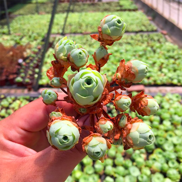 Aeonium Dodrantale - eSucculent