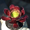 Aeonium 'Plum Purdy' is a Collectors Choice Succulent.  Intricate Clusters, Stunning when Bloom. Definitely a Eye Candy!
