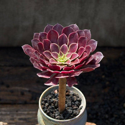 Aeonium Zwartkin is a Collectors Choice Succulent. Super Cool Bloom.  Bright Rosettes and Fast Growing Succulent!