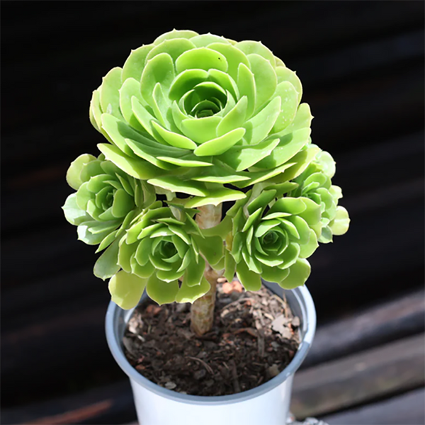 Rare Aeonium arboreum ‘Velour’ c11” t, Live Rooted deals , get 2 free succulen