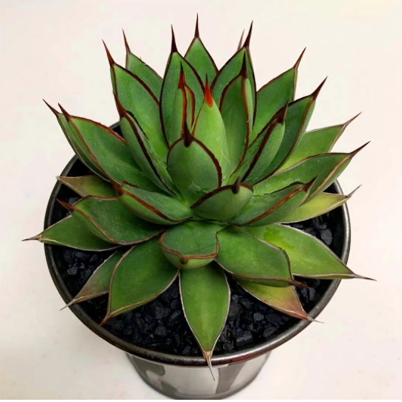 Agave Burnt Burgundy - eSucculent Agave Burnt Burgundy - eSucculent