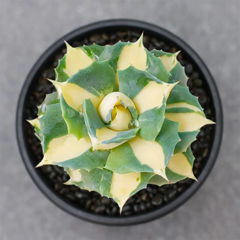 Agave Potatorum Verschaffeltii Variegata 'Medio-picta' - eSucculent