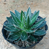 Agave Parviflora Torr. Smallflower Century Plant