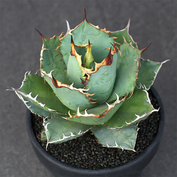 エリエシーAgave titanota B\u0026B.B from the U.S. - 観葉植物