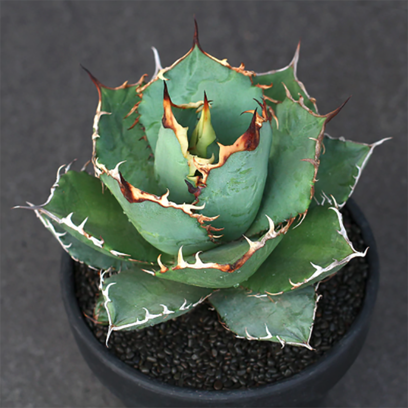 プレイステーション AGAVE TITANOTA Arizona ambition