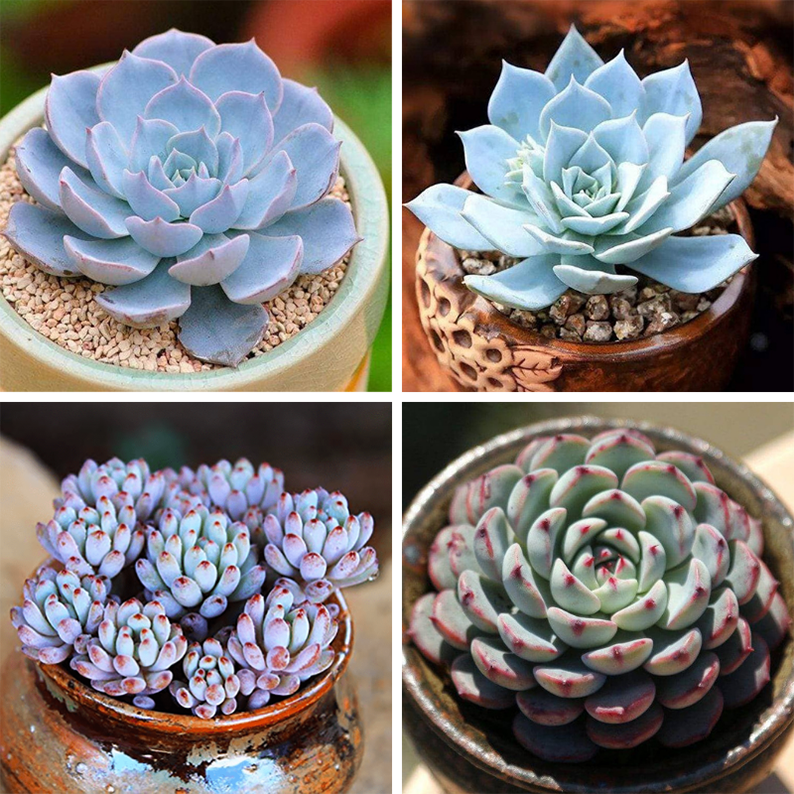 Succulents in Blue Planter  Paint-by-Number Kit for Adults — Elle Crée  (she creates)