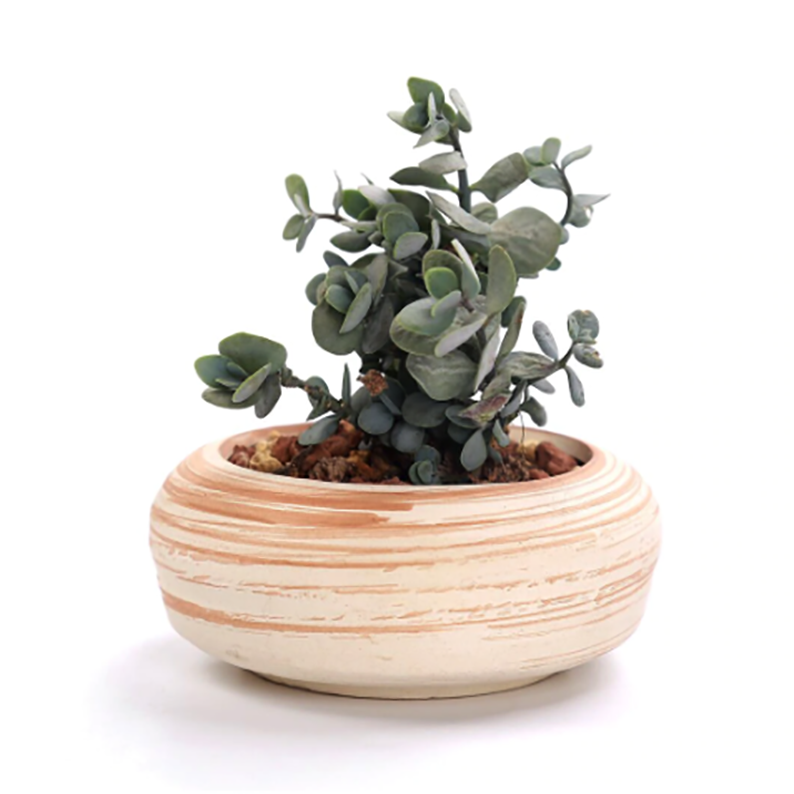 Mini Pink Succulent Ceramic Pots (Set Of 6) - eSucculent