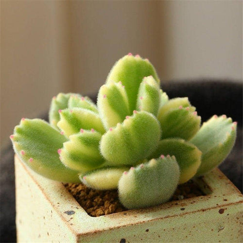 Cotyledon ladismithiensis Variegata Yellow Bear's Paw - eSucculent