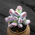 Cotyledon orbiculata cv