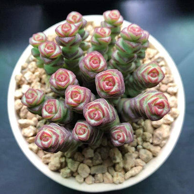 Crassula 'Jade Necklace' is a Top Choice Succulent.  Perfect for Garden and Excellent for Arrangement.  Super Cool Bloom with Definitely Stand Out!