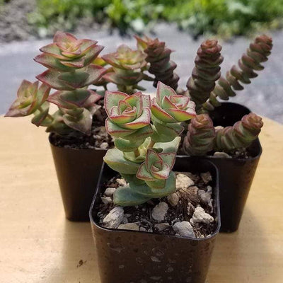 Crassula 'Jade Necklace' is a Top Choice Succulent.  Perfect for Garden and Excellent for Arrangement.  Super Cool Bloom with Definitely Stand Out!