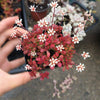 Crassula Pubescens Subsp. Radicans Toelken is a Top Choice Succulent.  Perfect for Garden and Excellent for Arrangement.  Super Cool Bloom with Definitely Stand Out!