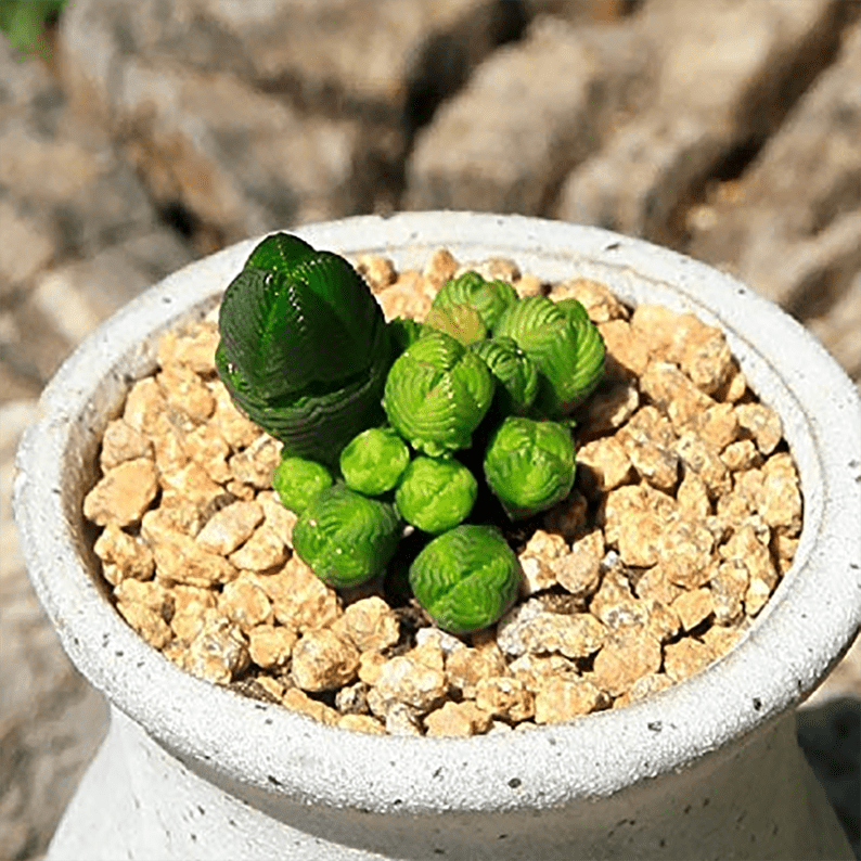 Crassula ovata 'Minor' H30cm : pot D17cm