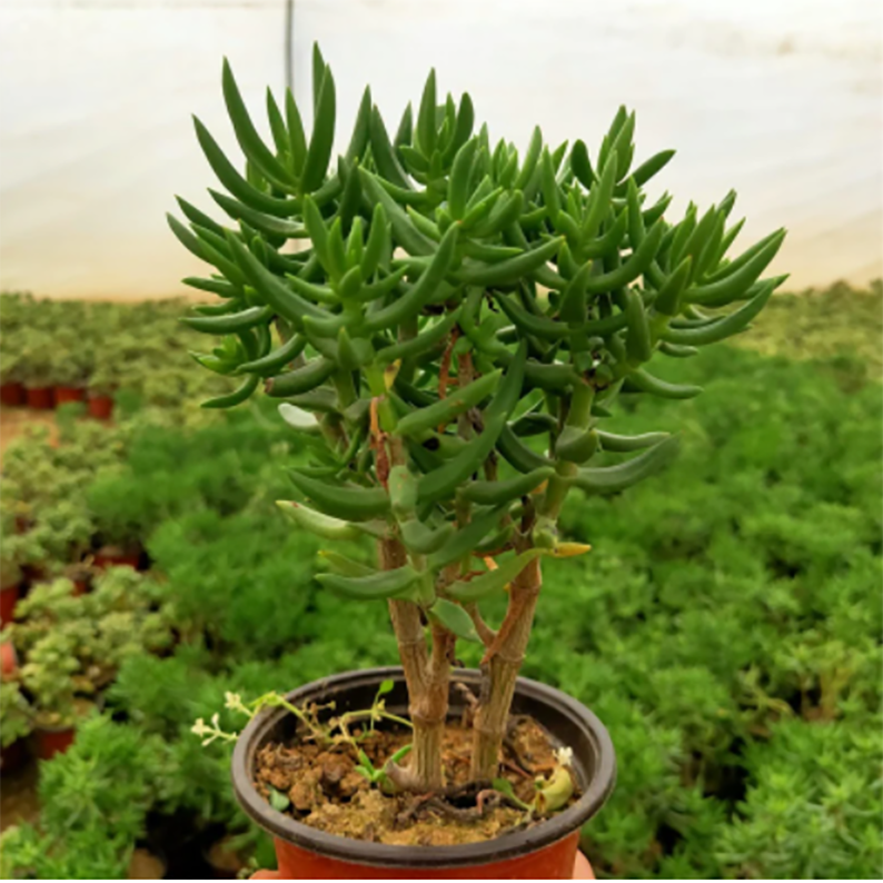 Mini Pine Tree Succulent - Crassula Tetragona - 2 inch