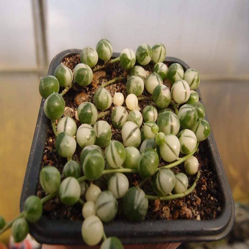 How to take care of a String of Pearls (Curio rowleyanus)