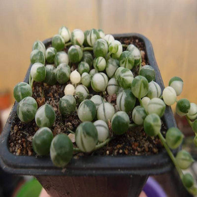 Curio rowleyanus (Senecio rowleyanus) is a Best Buy Succulent.  Perfect for Garden and Easy to Care. Adding that Perfect Pop of Color!