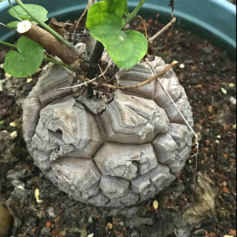 Dioscorea Elephantipes (L'Hér.) Engl. - eSucculent