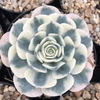 Echeveria Lenore Dean Compton Carousel is a Best Seller Succulent.  Extremely Limited Stock and Rare.  Echeveria Compton Carousel is Collector’s Choice Succulent.  Super Cool Bloom with Perfect Rosette Shape!