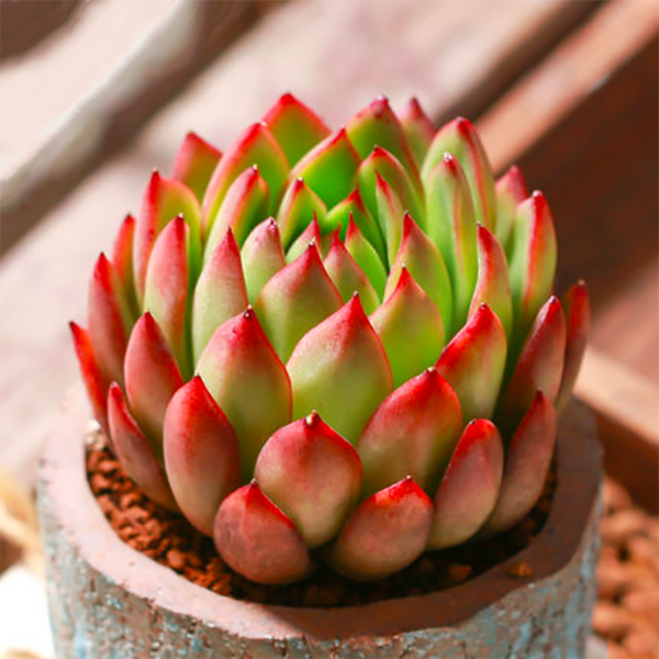 Echeveria Agavoides Cv. Christmas Eve - eSucculent