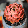 Echeveria Brown Rose