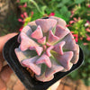 Echeveria "Cubic Frost" is a Super Unique Succulent.  Perfect for Planter with Bright Rosettes.  Chubby Cutie, Gorgeous when Bloom!