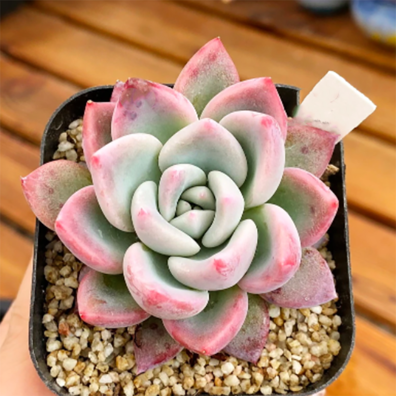 Haworthia badia 'Shutendouji' deals