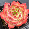 Echeveria Pink Enchantress