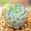 Echeveria 'Sierra' is a Super Unique Succulent.  Perfect for Planter with Bright Rosettes.  Chubby Cutie, Gorgeous when Bloom!
